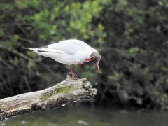 2018-06-16-Vierzon (73b)